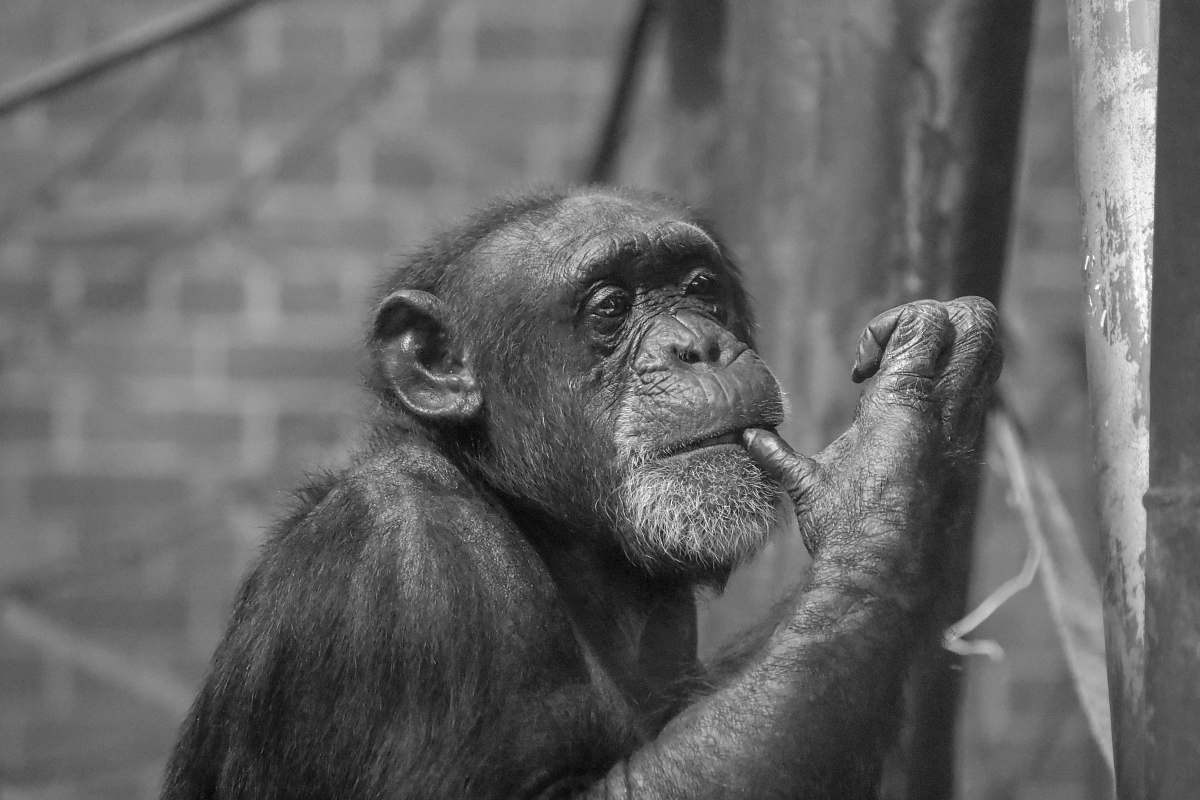 black-and-white black and brown monkey print textile ape