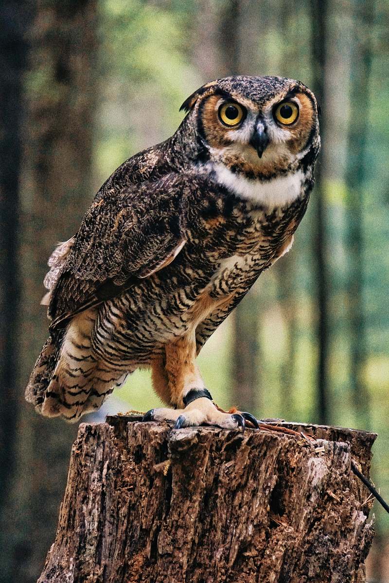 bird black and brown owl owl