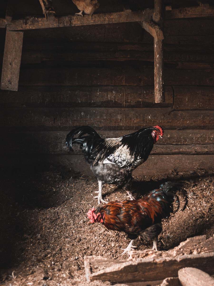 bird black and brown roosters chicken