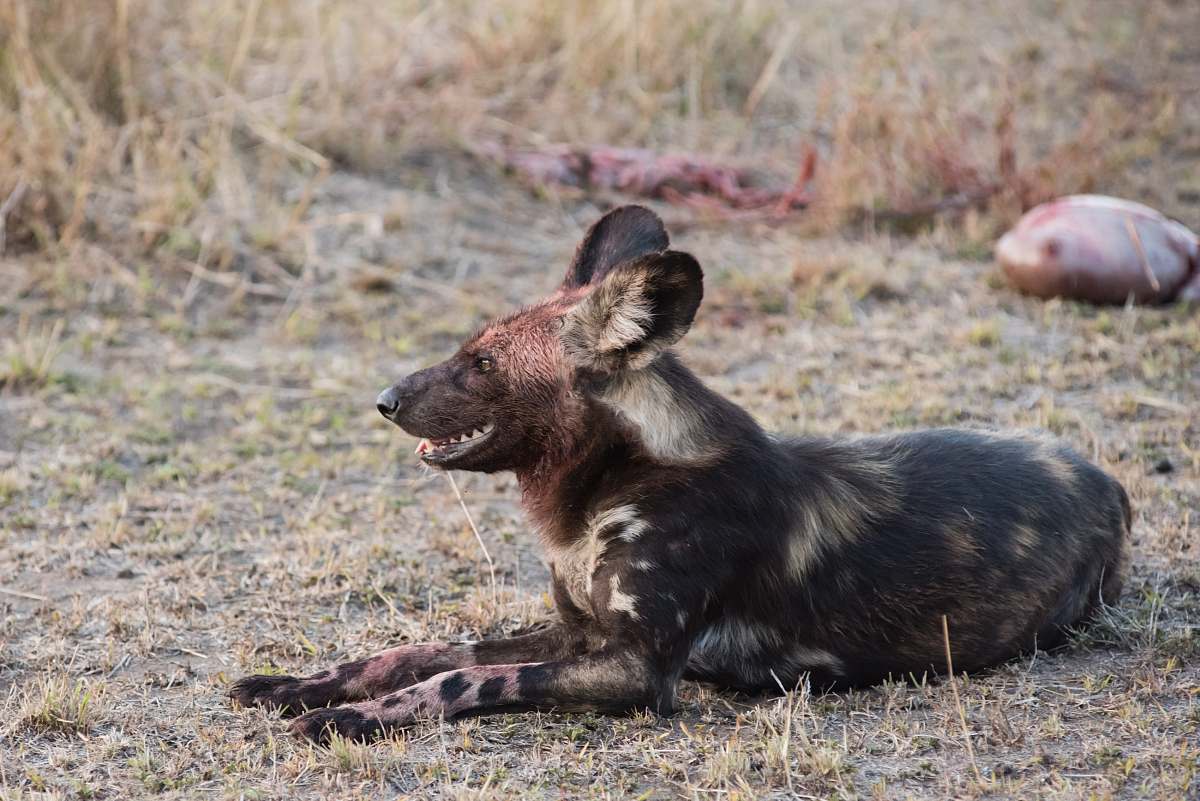 mammal black and brown short-coated animal close-up photography kangaroo