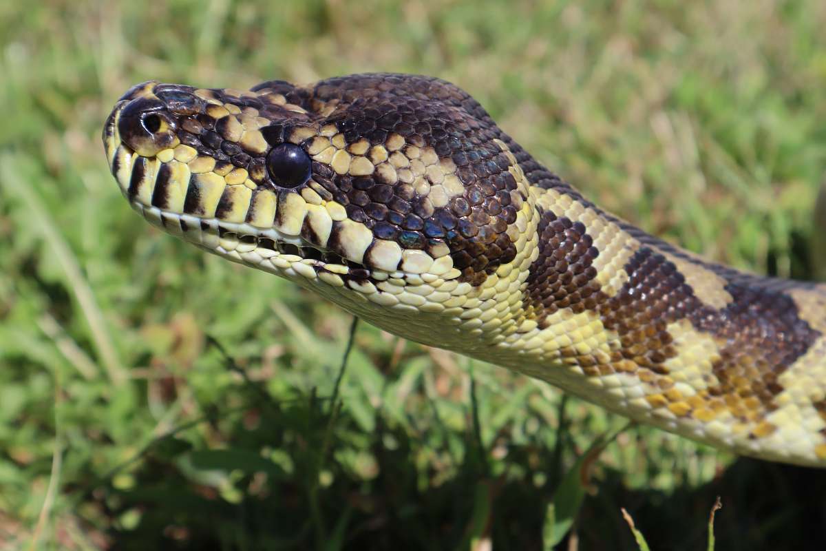 snake black and brown snake reptile