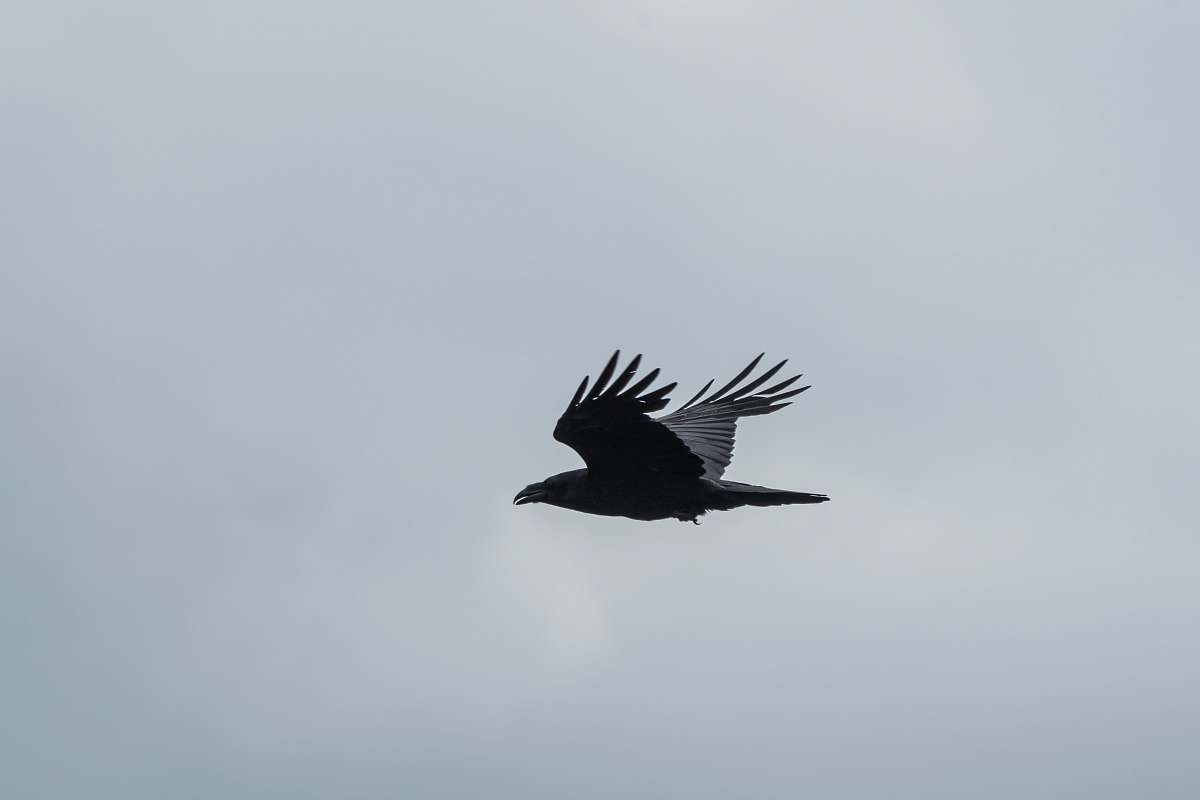 bird black and gray bird flying