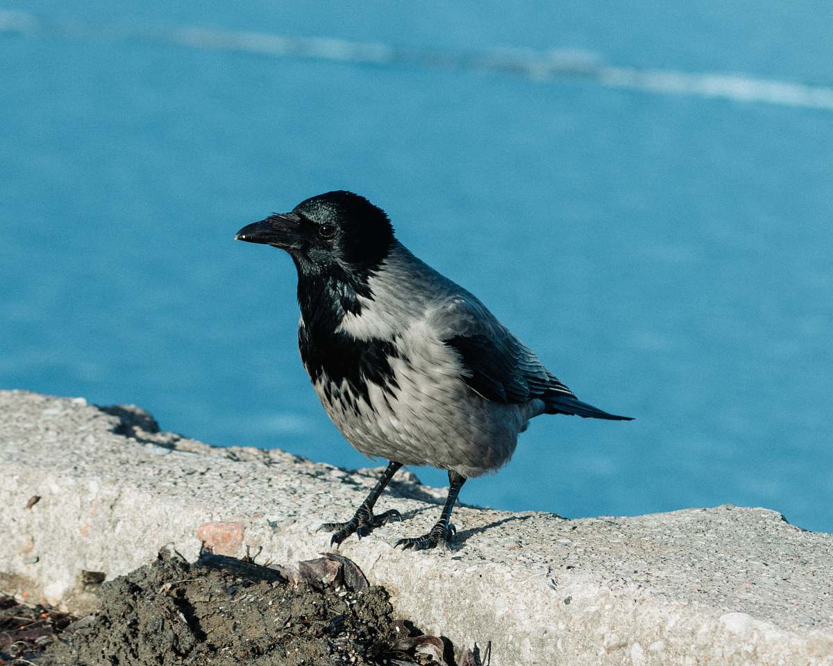 bird black and gray bird perching on wall tallinn