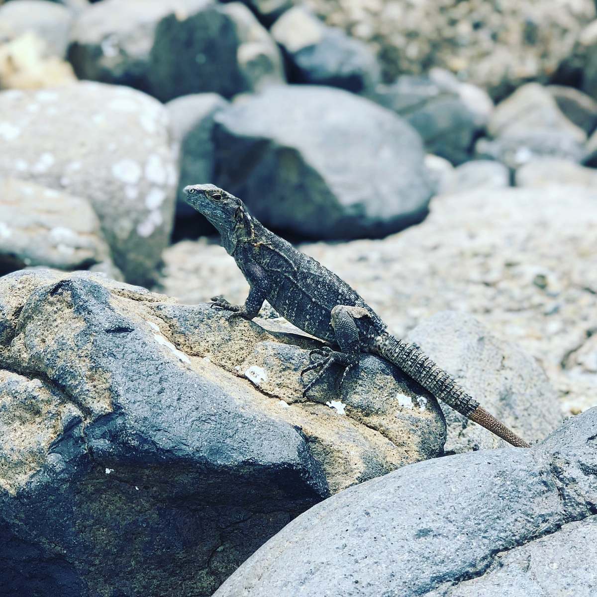 lizard black and gray lizard reptile