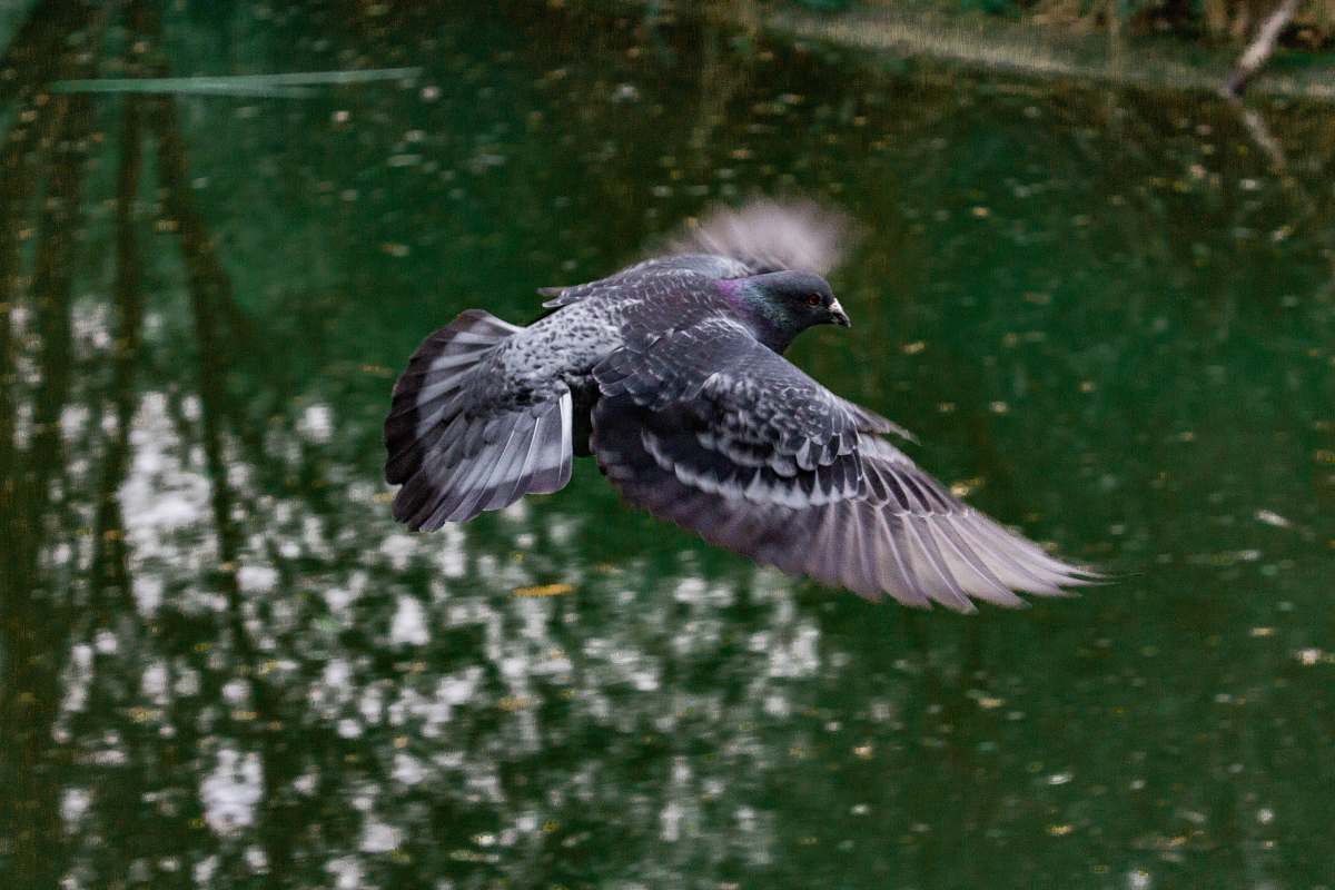 pigeon black and gray pigeon close-up photography grey