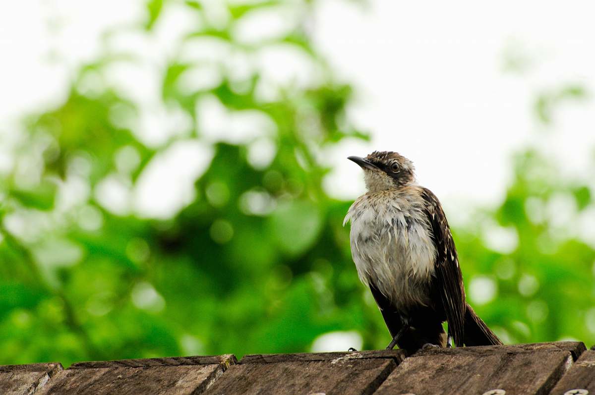 bird black and gray small-beaked bird on plank beak