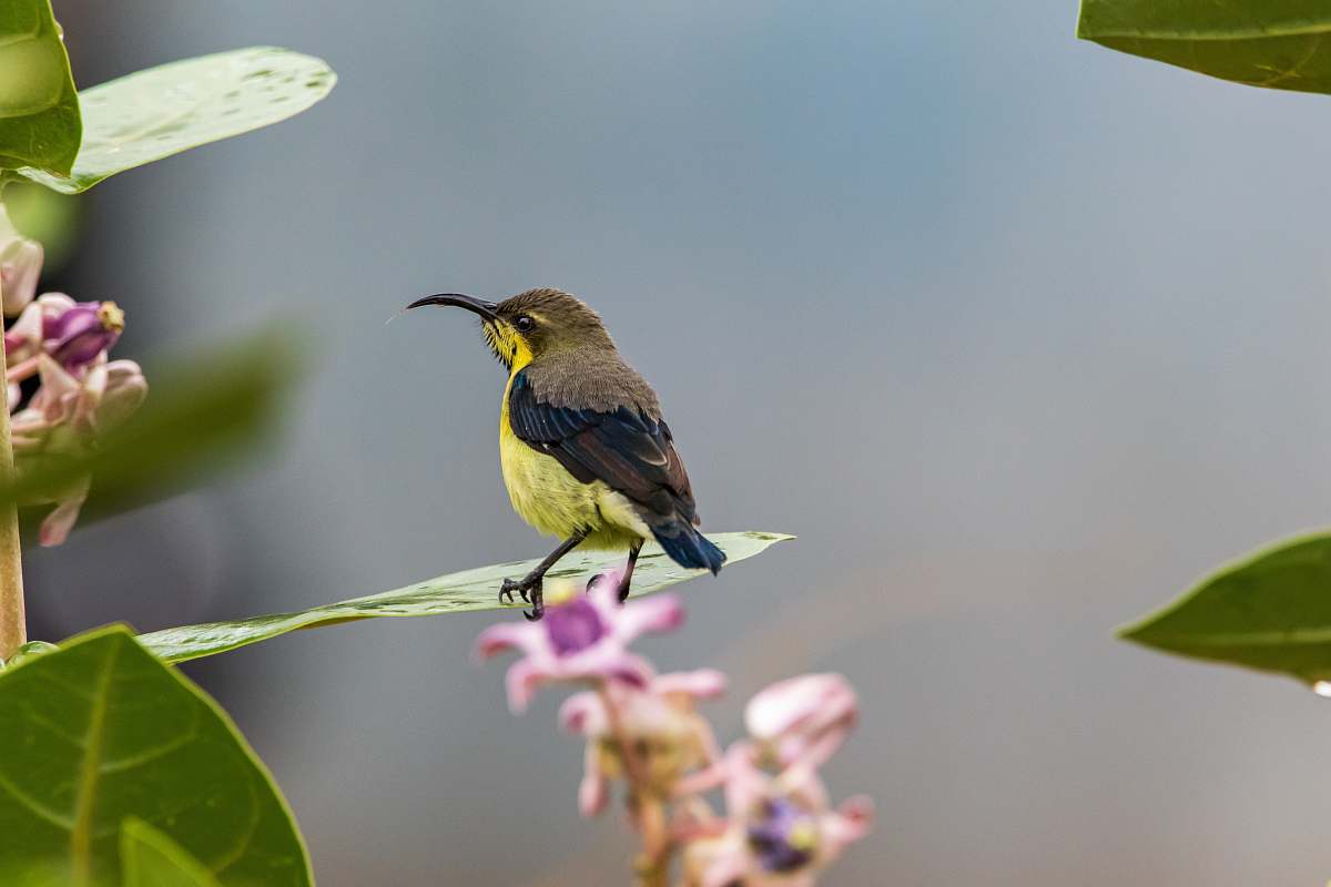 bird black and green hummingbird india