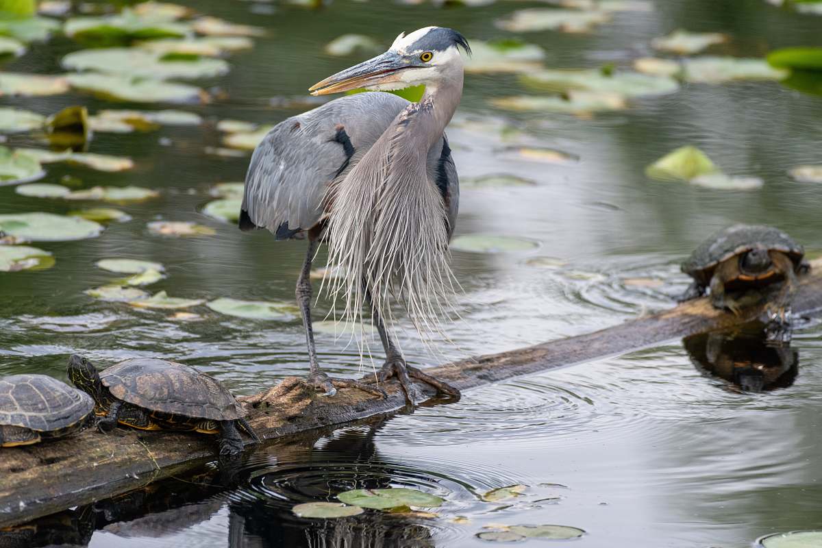 reptile black and grey bird in a wood during daytime sea life
