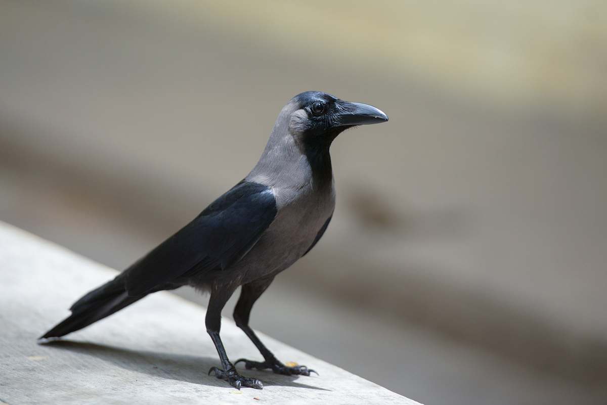 bird black and grey bird in close-up photography crow