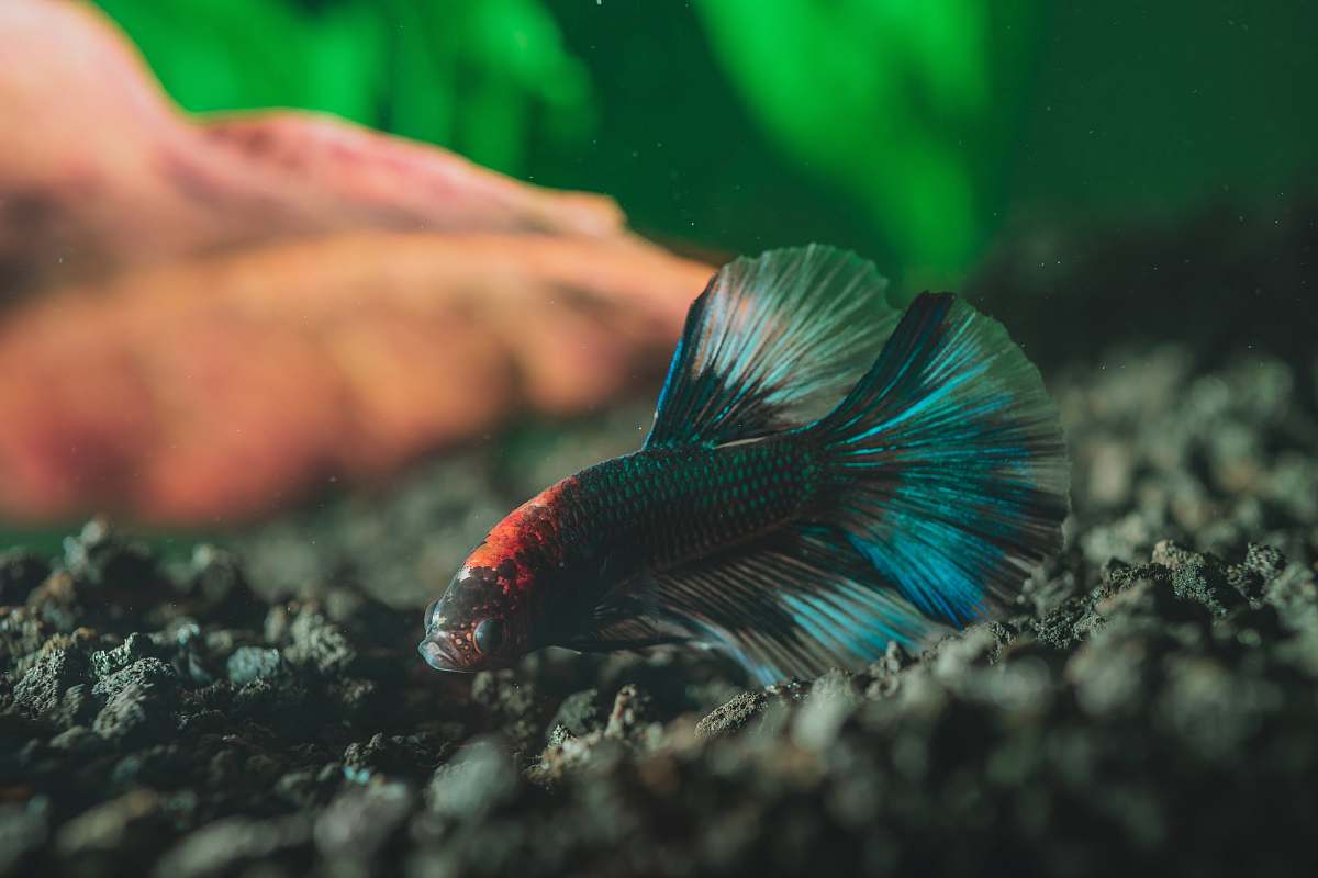 fish black and orange betta fish water