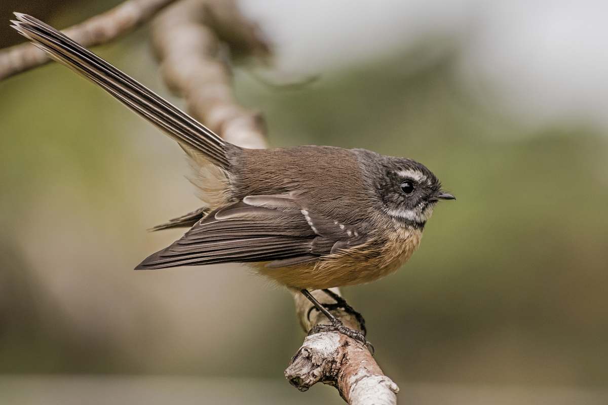 bird black and orange bird on tree branch finch