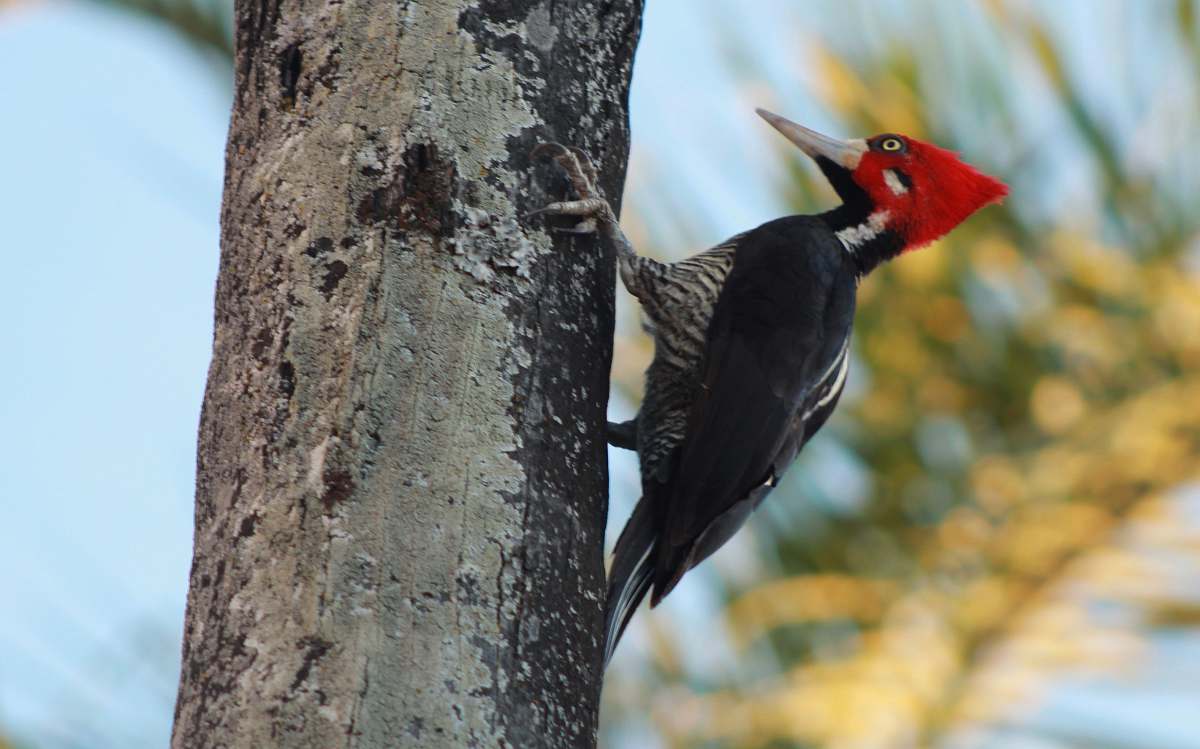 bird black and red bird close-up photography beak