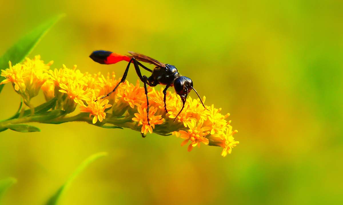andrena black and red fly perched on yellow flower bee