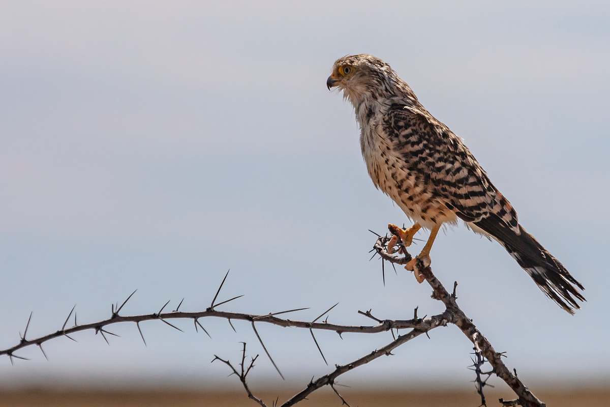 bird black and white bird closeup photography hawk