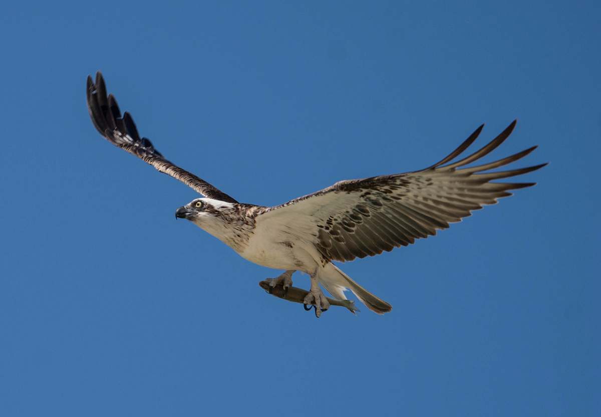 bird-black-and-white-bird-flying-on-sky-vulture-image-free-photo