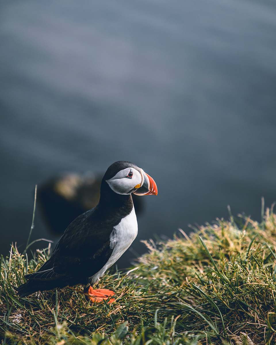 bird black and white bird on green grass puffin