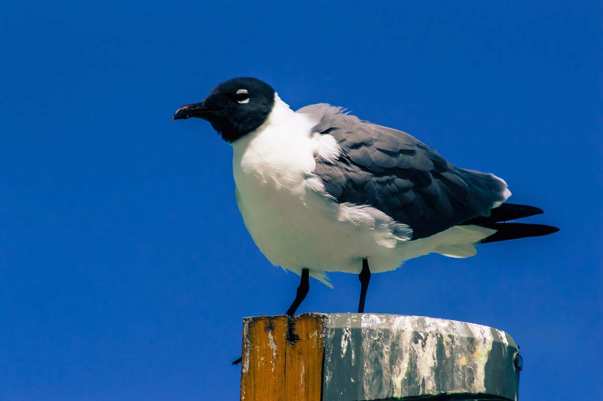 bird black and white bird on post seagull