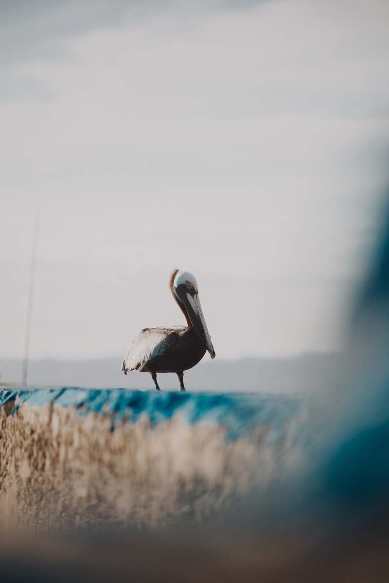 bird black and white bird standing on gray concrete fence pelican