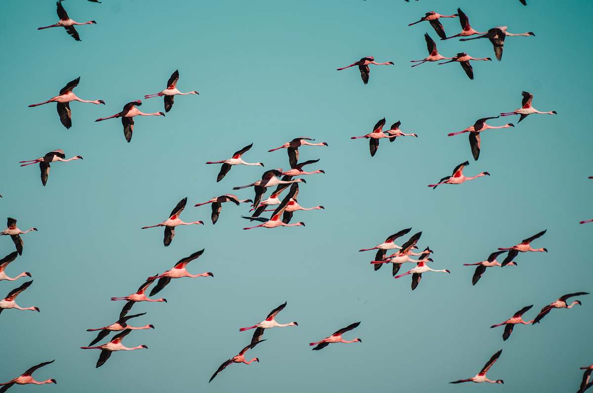 flock black and white birds flying