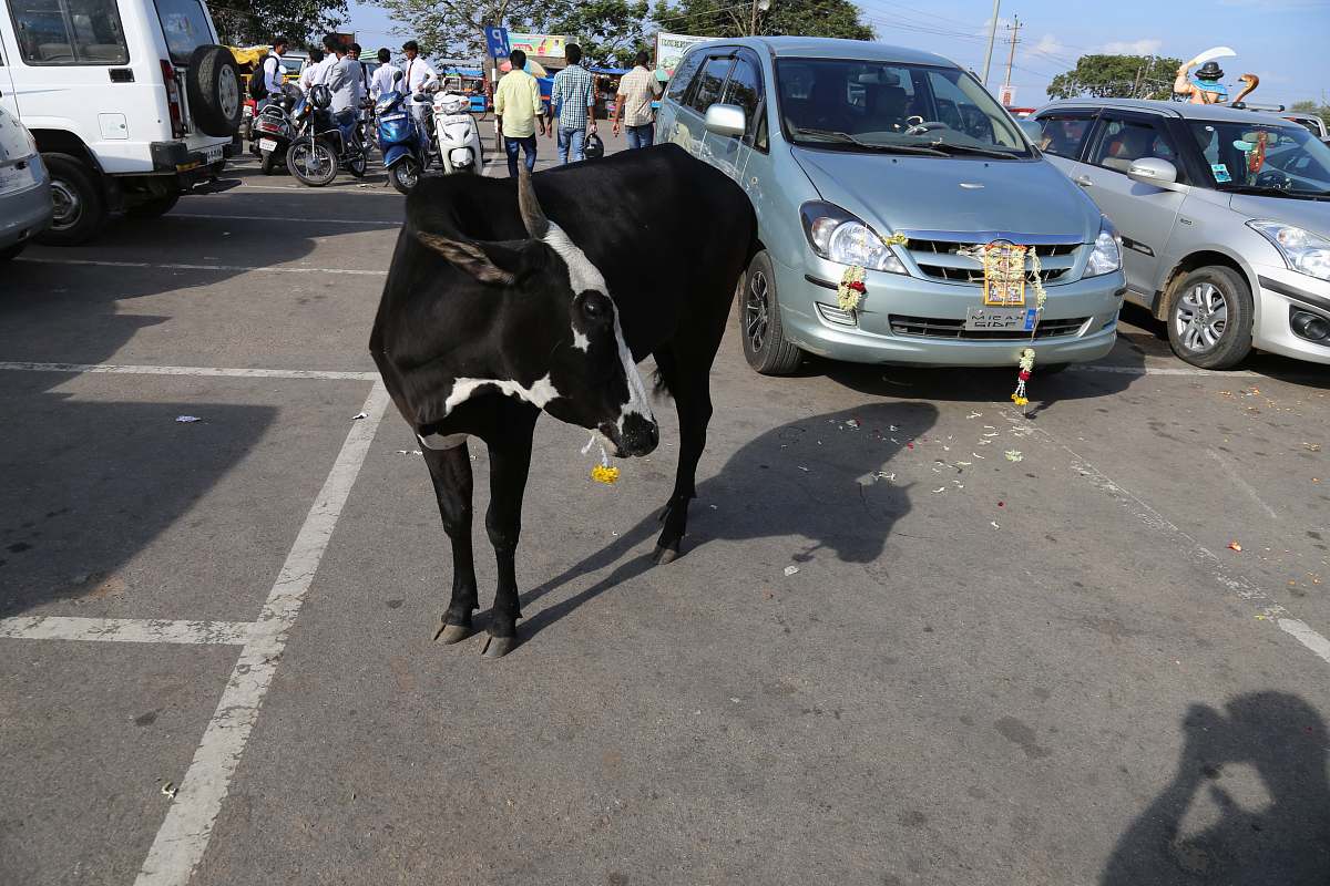 cattle black and white cattle on road near vehicles cow