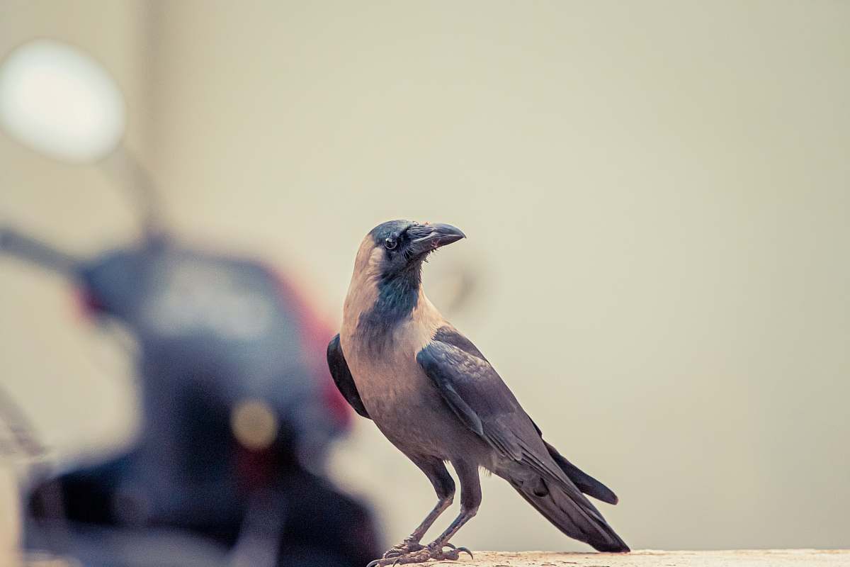 bird black and white crow focus photography crow