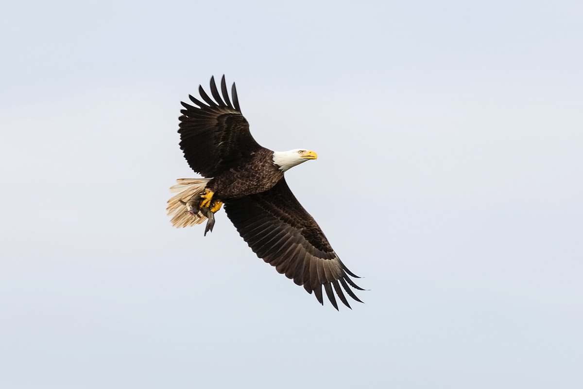 bird black and white eagle flying eagle
