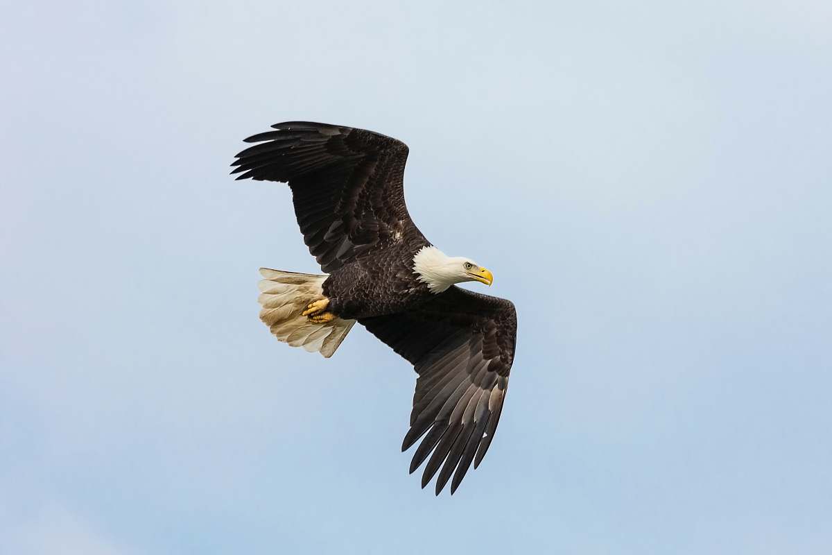 bird black and white flying bald eagle eagle