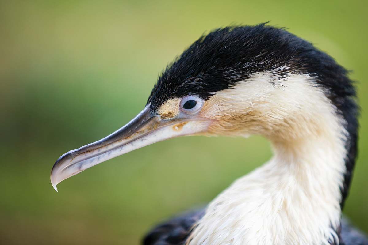 bird black and white long-beaked bird beak