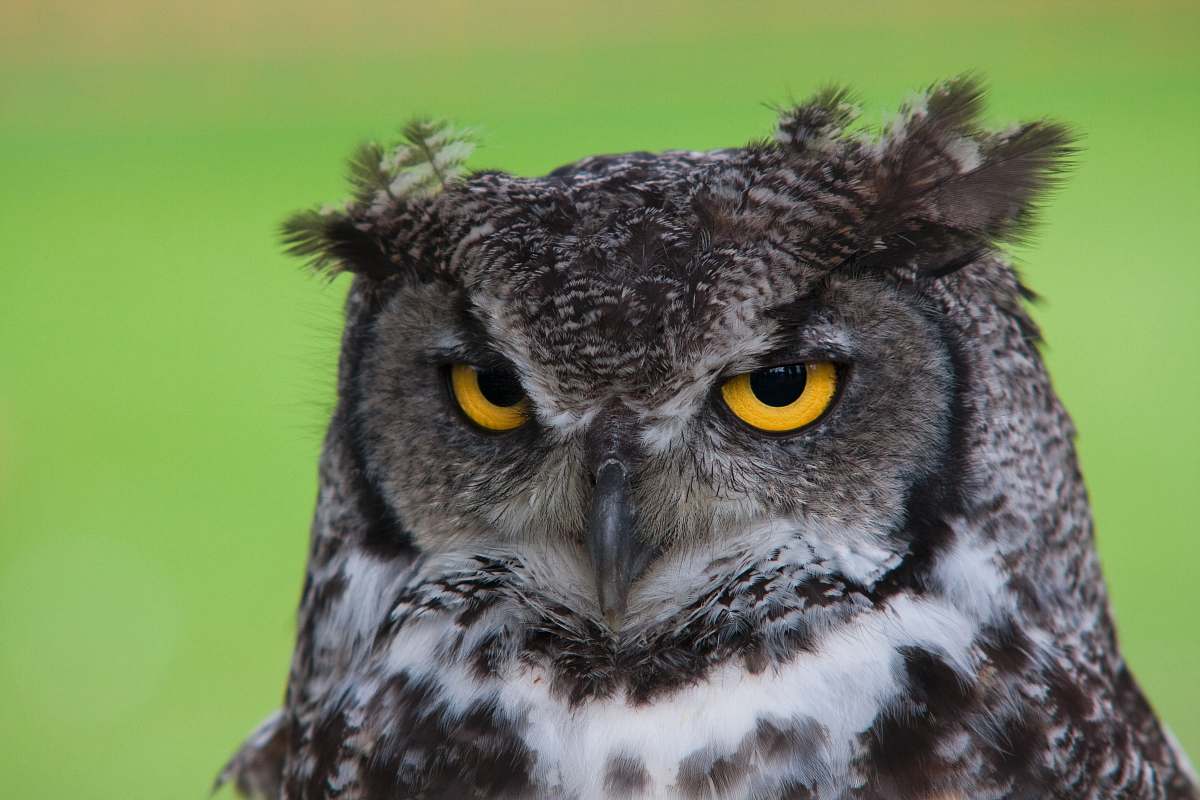 bird black and white owl plush toy beak