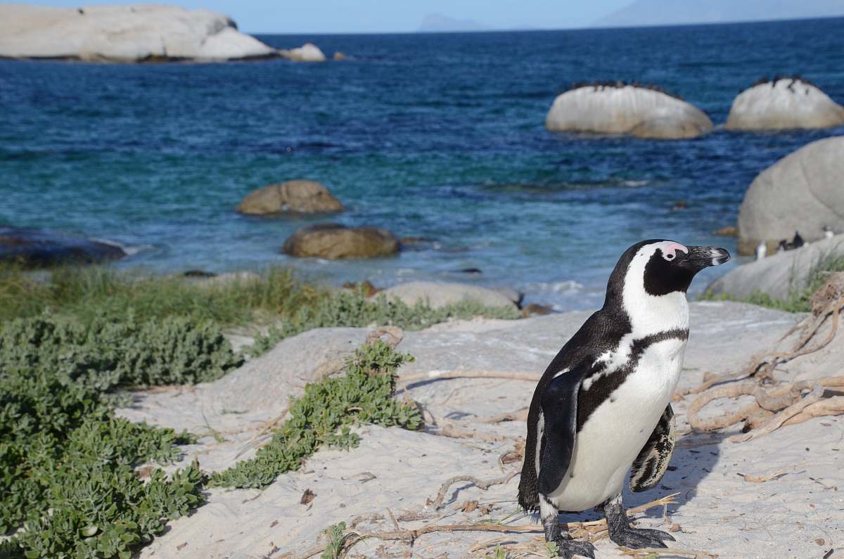 bird black and white penguin on rock formation penguin