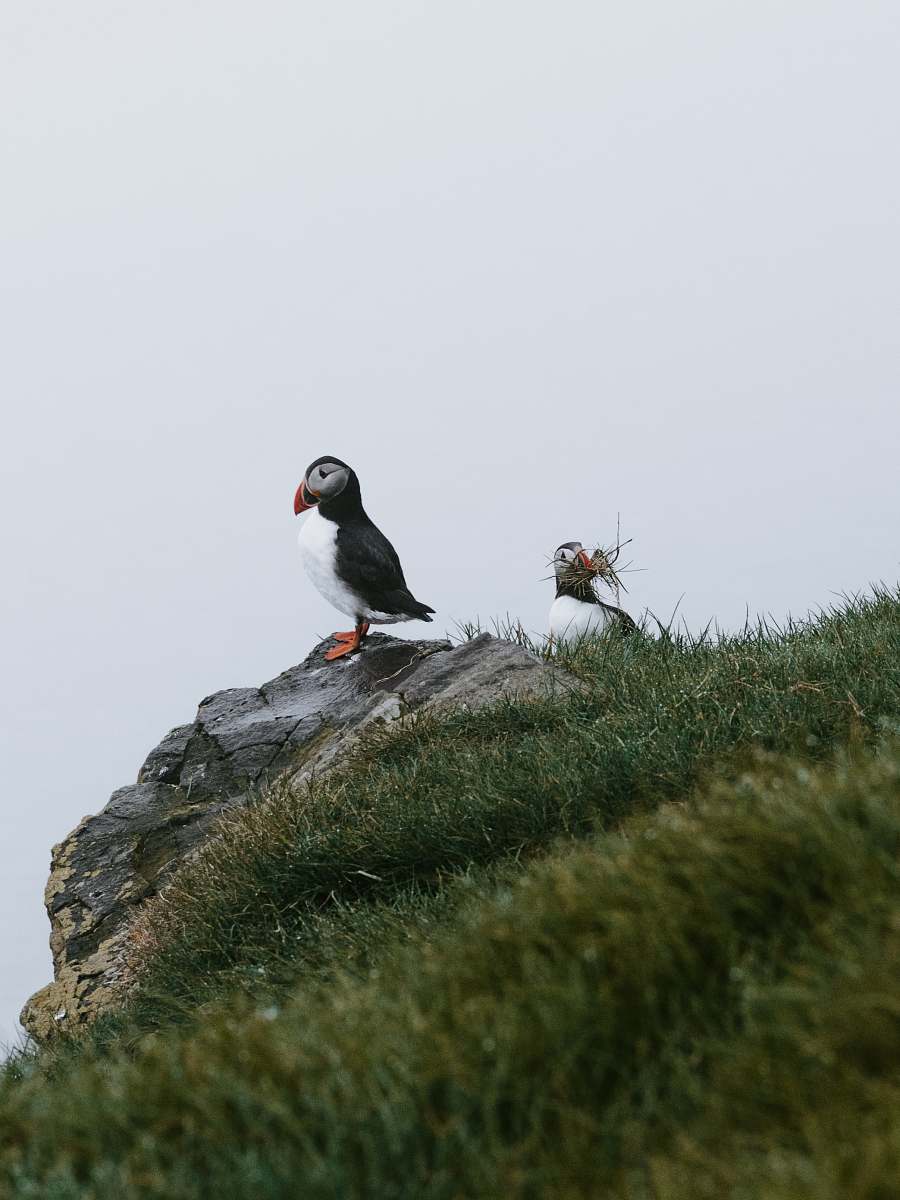 bird black and white penguins puffin