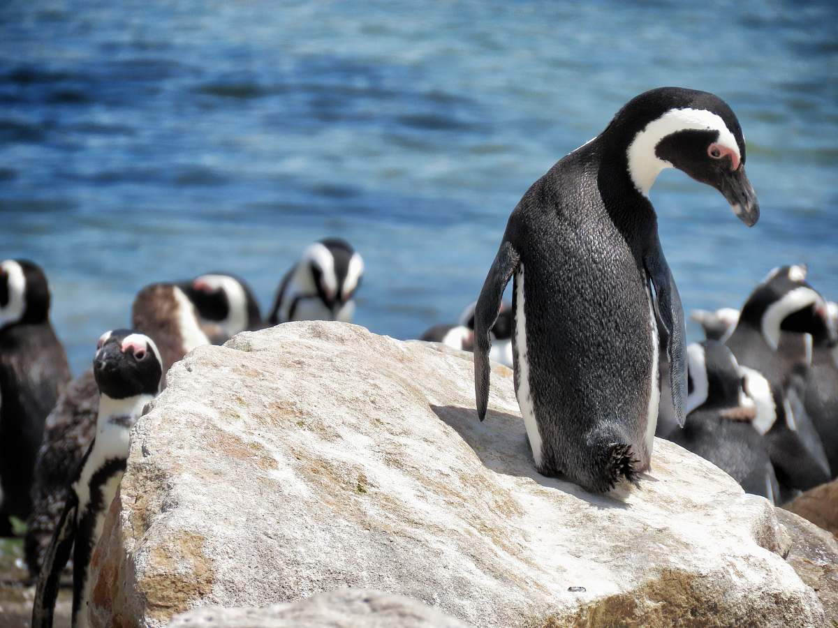 bird black and white penguins on brown rock king penguin