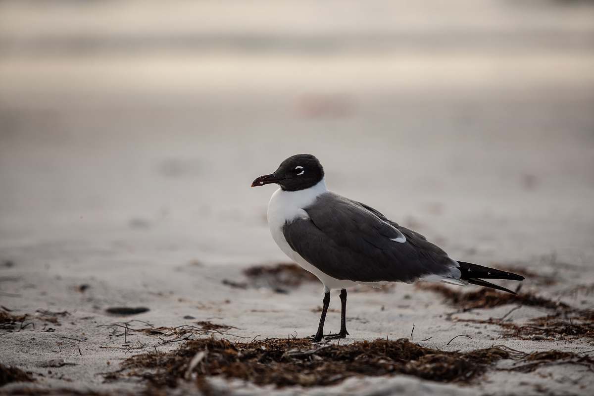 bird black and white small-beaked bird on ground beak