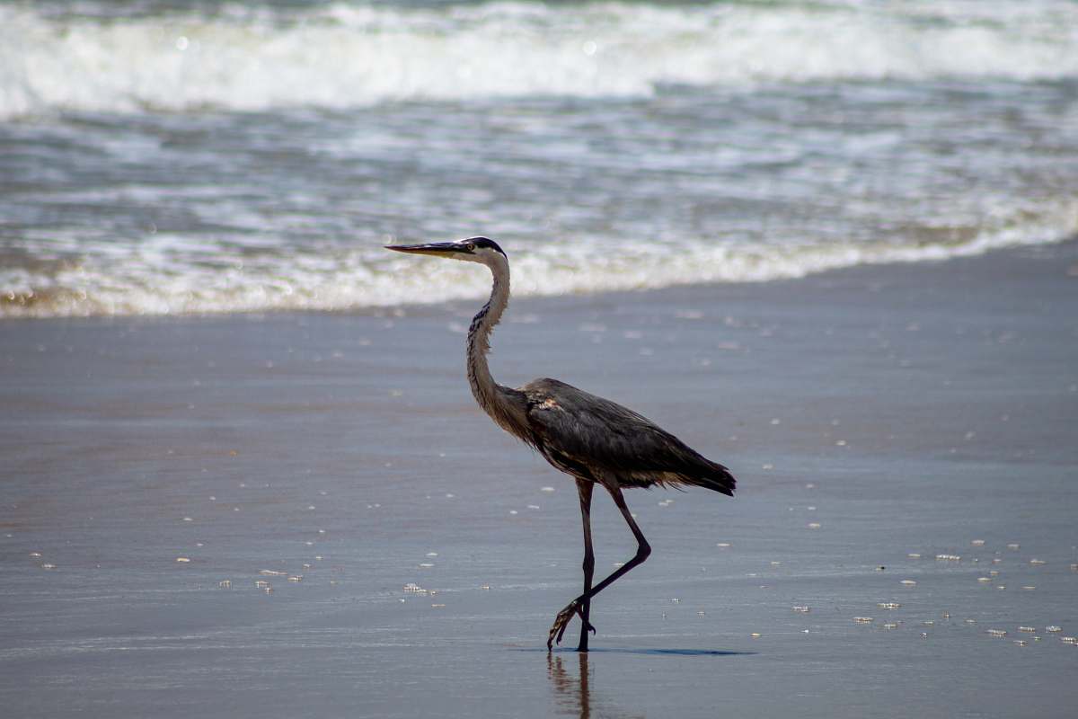 bird black and white stork on a beach heron
