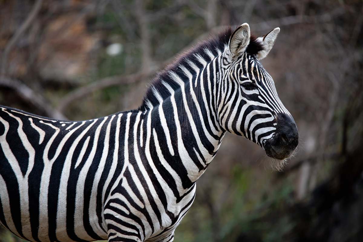 mammal black and white zebra standing during daytime wildlife