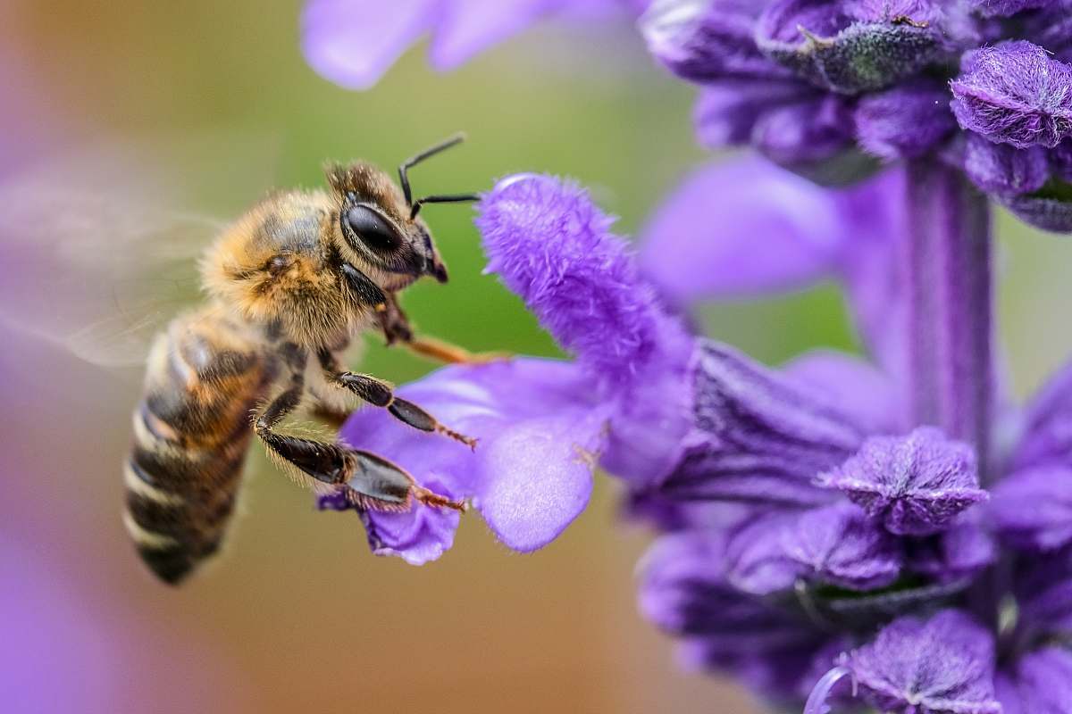 bee black and yellow bee on purple flower macro photography invertebrate