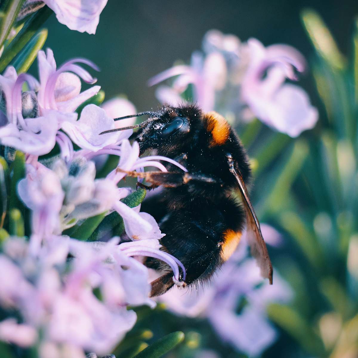 bee black and yellow bee on sipping nectar on purple flower insect