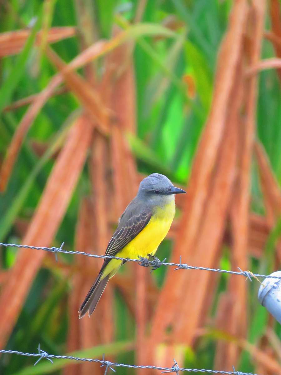 bird black and yellow bird on barbed wire jay