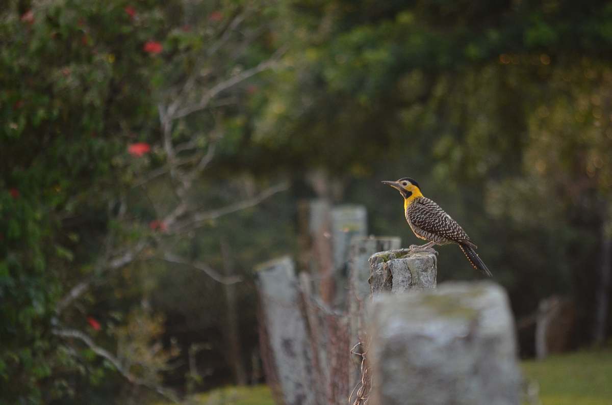 bird black and yellow bird on fence plant