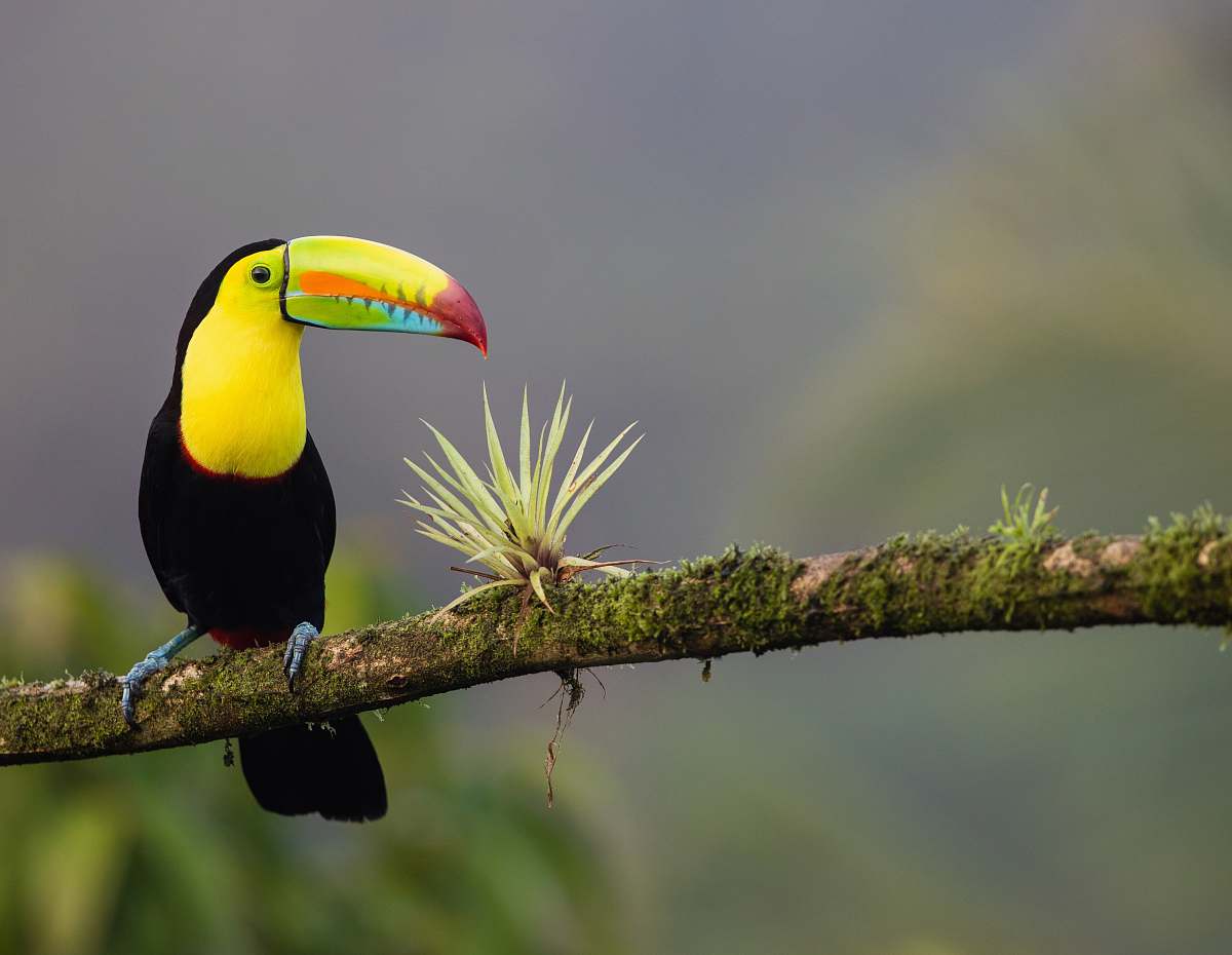 bird black and yellow bird standing on tree branch toucan