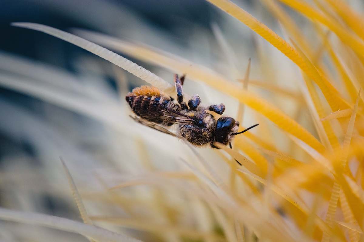 bee black and yellow wasp photograph apidae