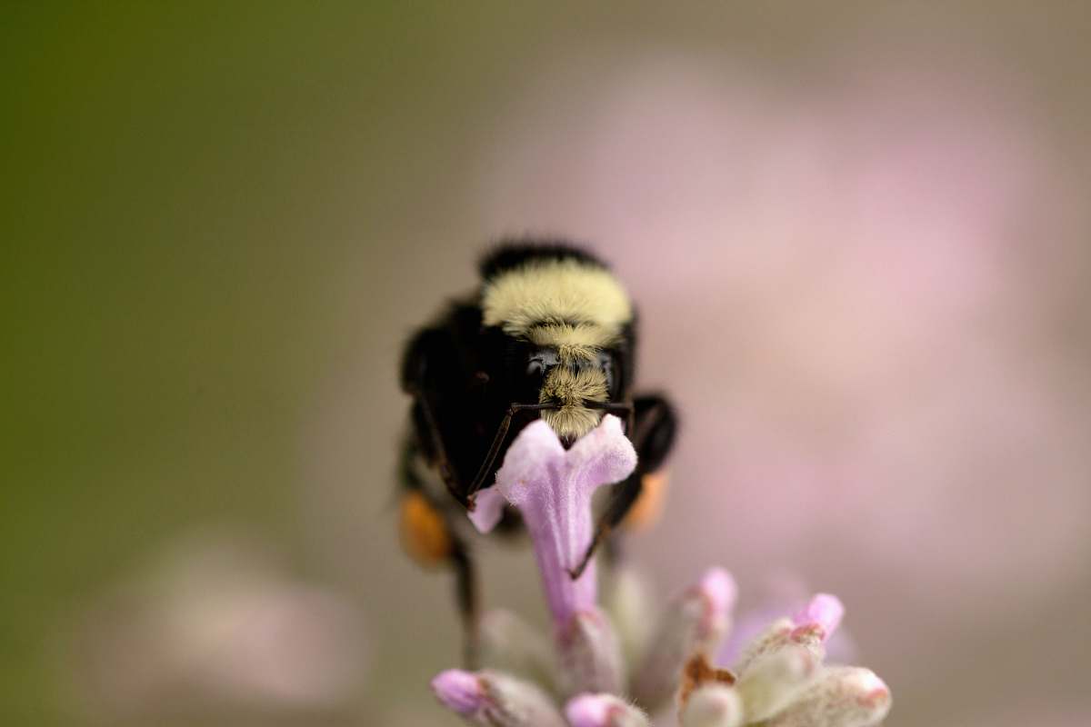 apidae black bee perched on flower bee