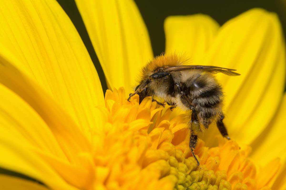 invertebrate black bees in Sunflower pollen insect