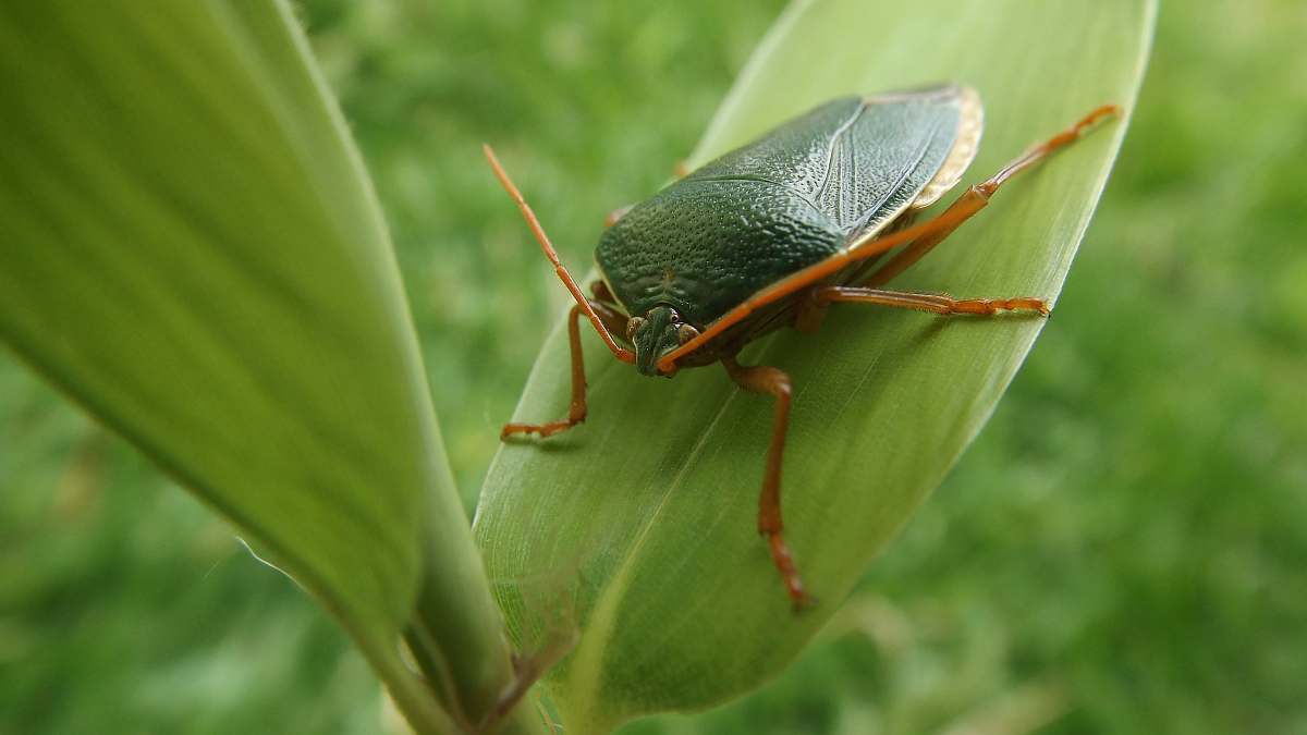 insect black beetle on leaf invertebrate