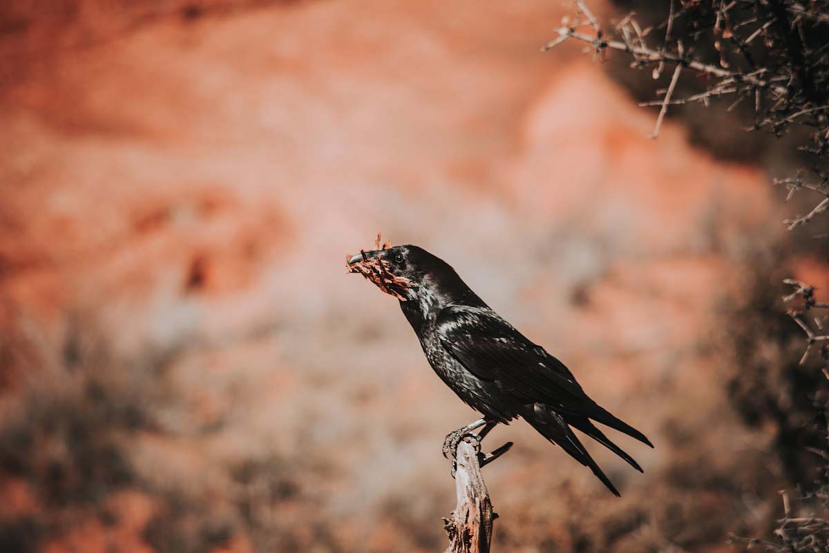 agelaius black bird bird