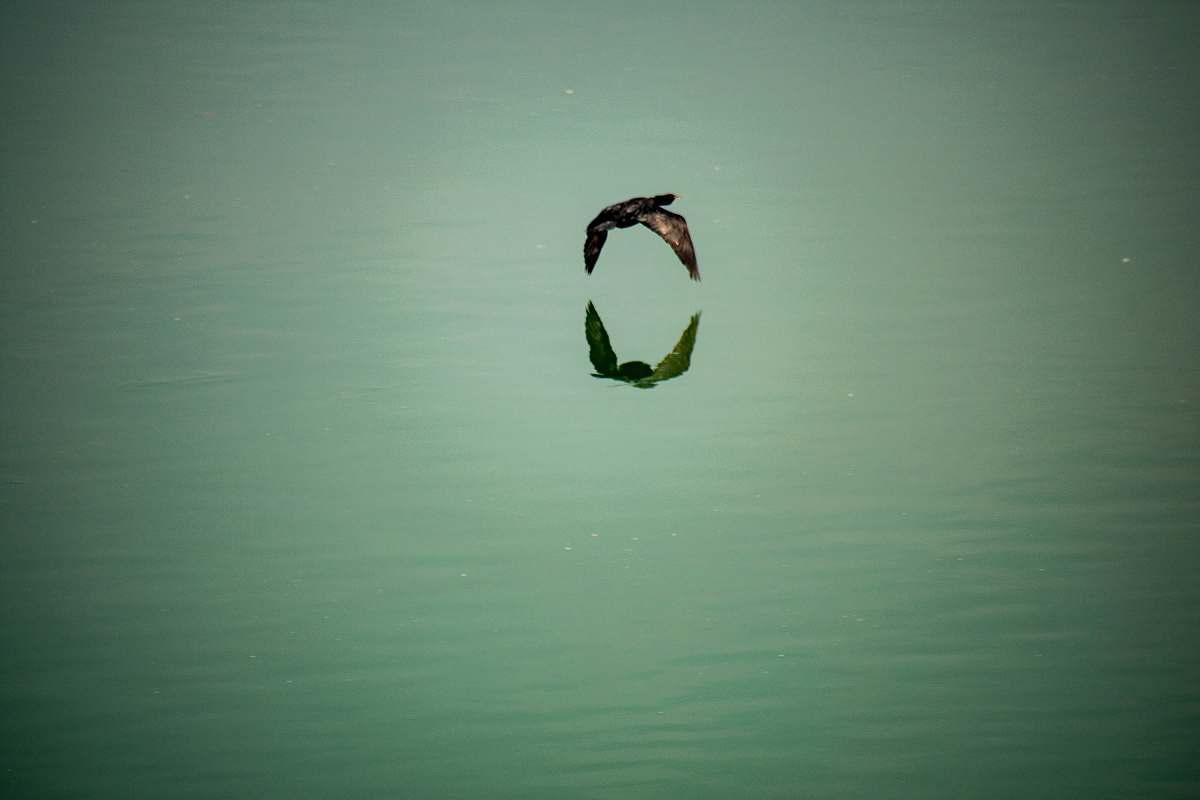 bird black bird and body of water flying