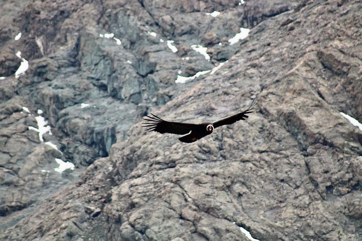 bird black bird flying near rocky mountain vulture