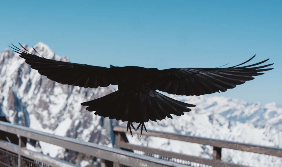 vulture black bird flying agelaius