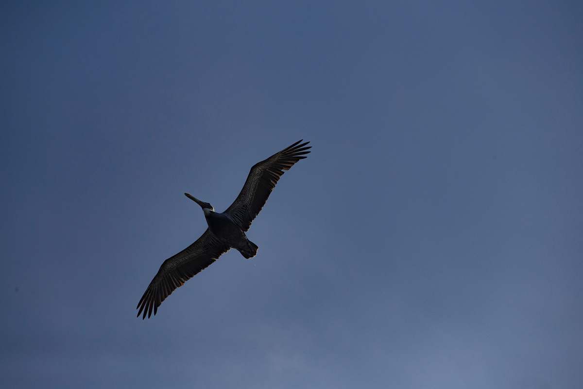 bird black bird in sky during daytime vulture