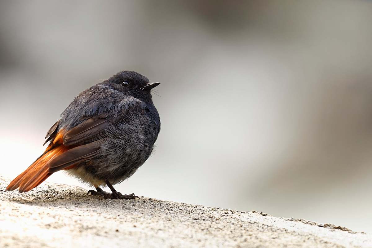 bird black bird on brown surface agelaius